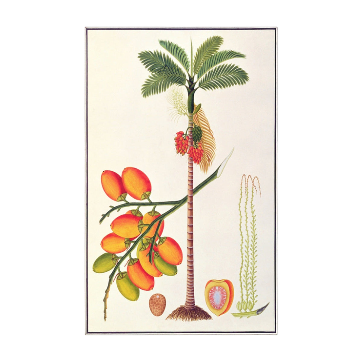 Anglo Indian Tree Vol. 4, framed botanical art