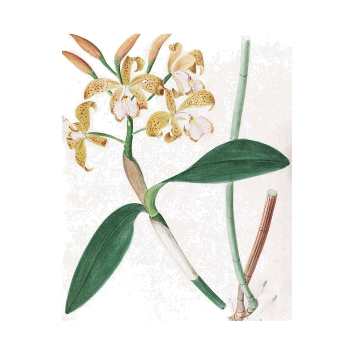 Brazilian Orchids Vol. 3, framed botanical art