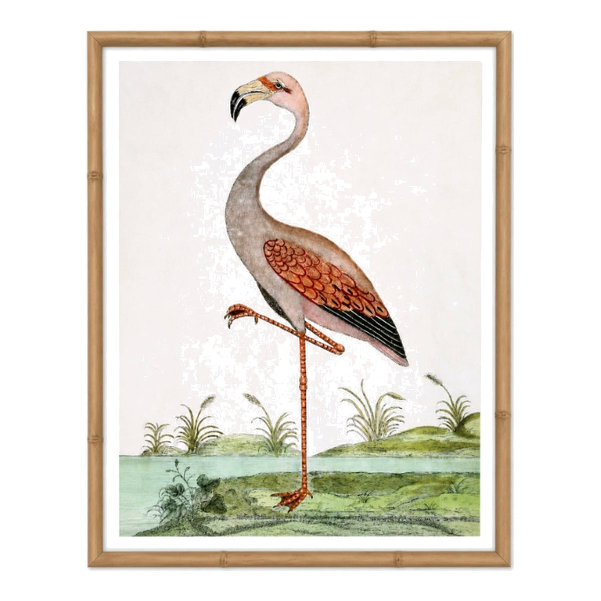 English Aquatic Bird I, framed bird art
