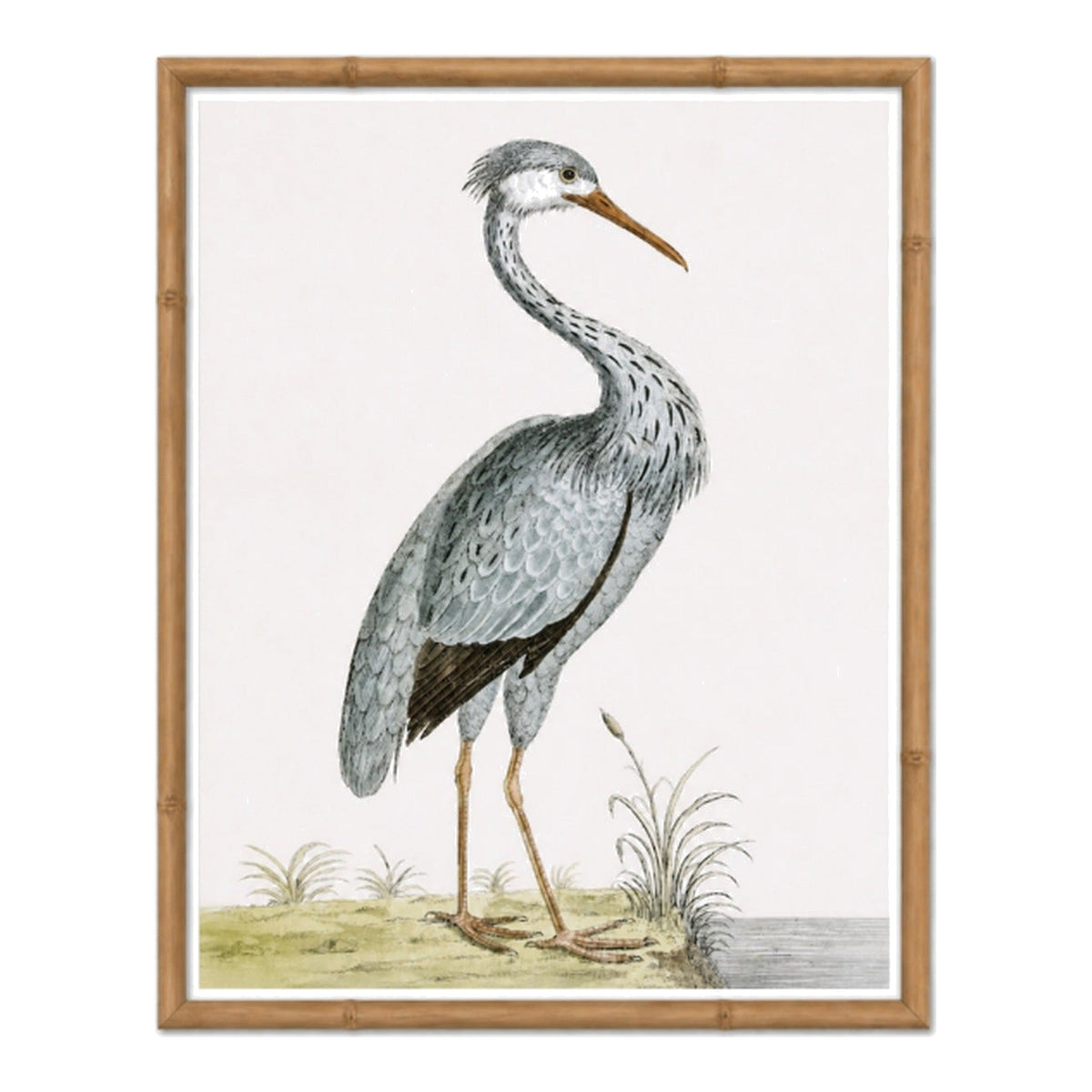 English Aquatic Bird IV, framed bird art