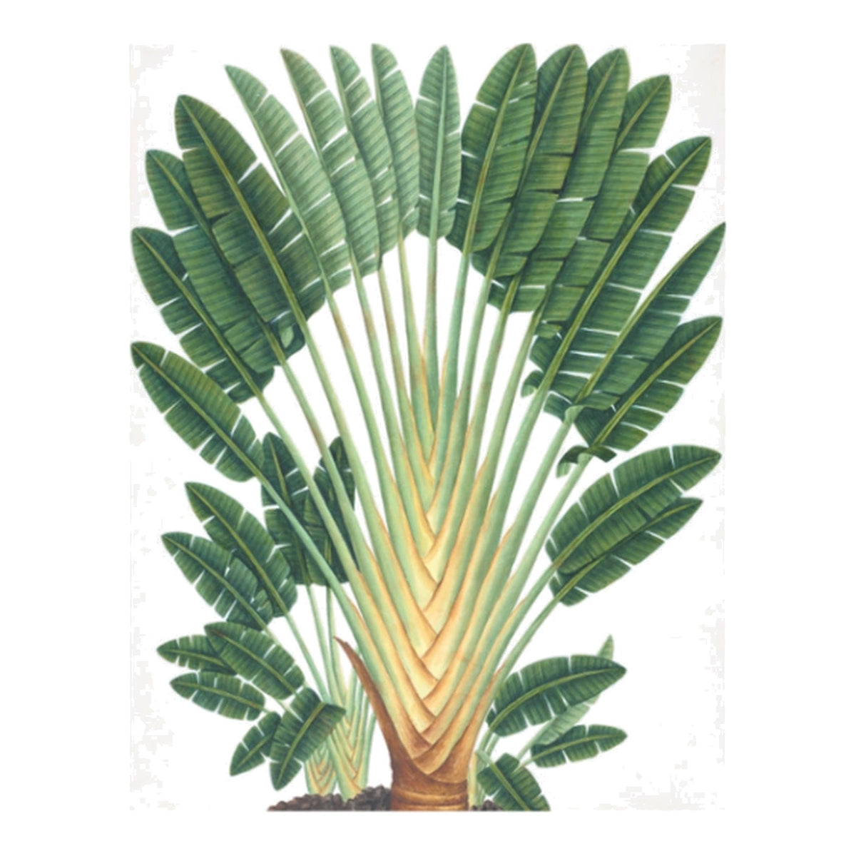 Palms I, framed botanical art