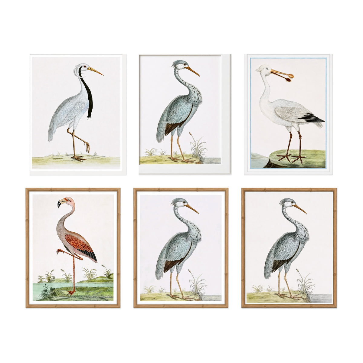 English aquatic bird prints shown together as a set