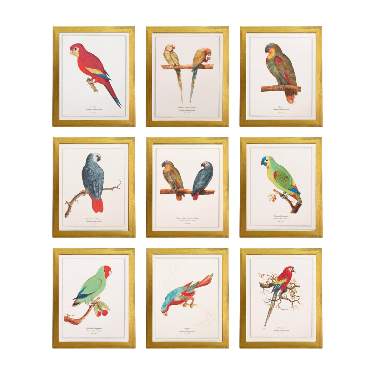 Antique parrot prints shown together as a set