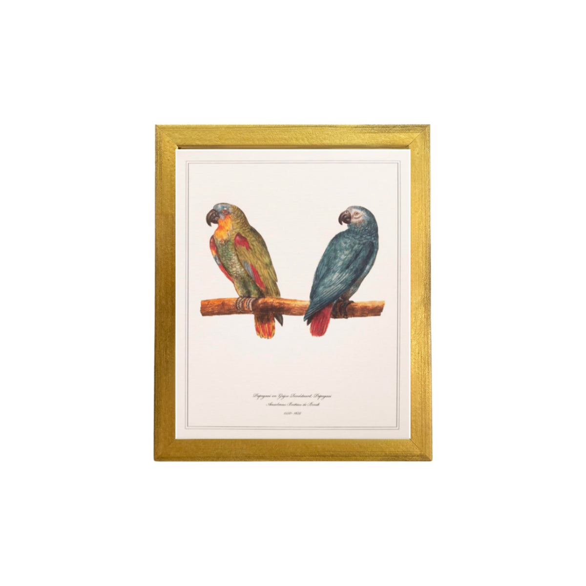 Papegaai en Grijze Roodstaart Papegaai by Anselmus Boëtius de Boodt, framed vintage art