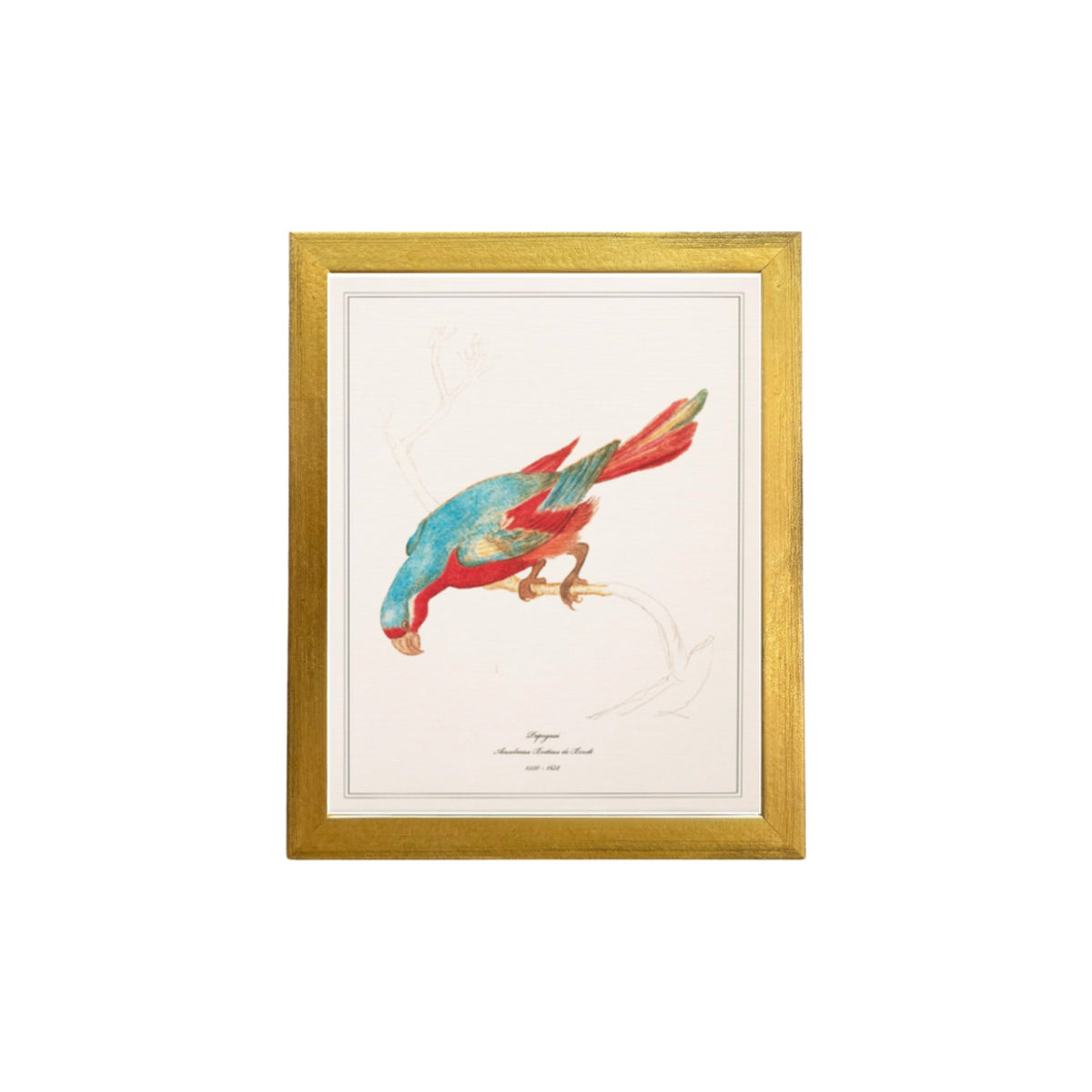 Papegaai by Anselmus Boëtius de Boodt, framed vintage art