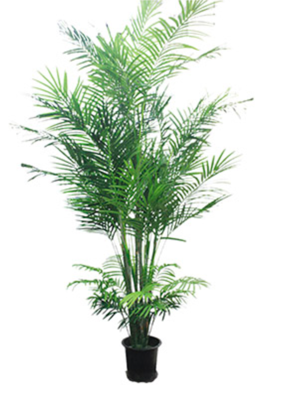 Fabulous Faux Areca Pam Trees