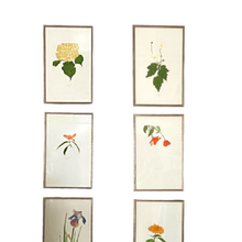 Mid Century Botanical Print