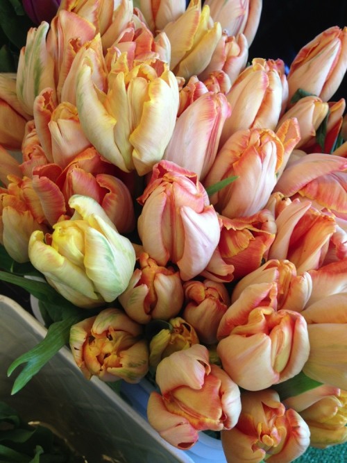 Tulip Mania