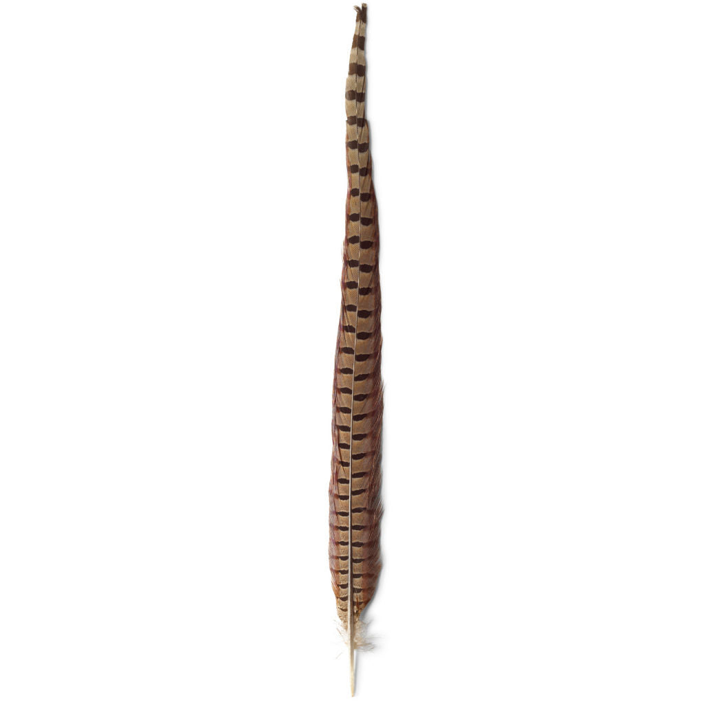 Pheasant Feather