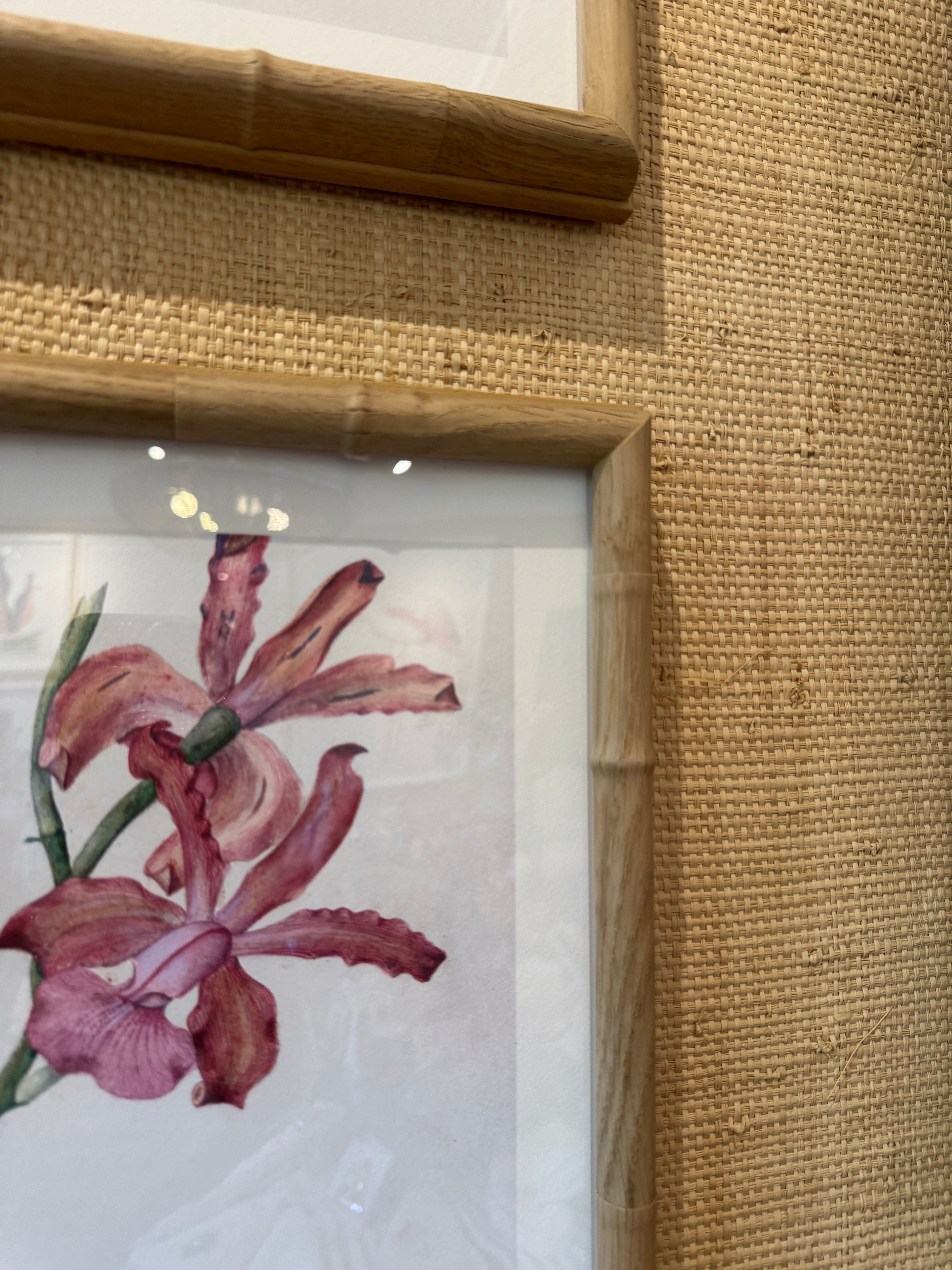 Brazilian Orchids Vol. 2