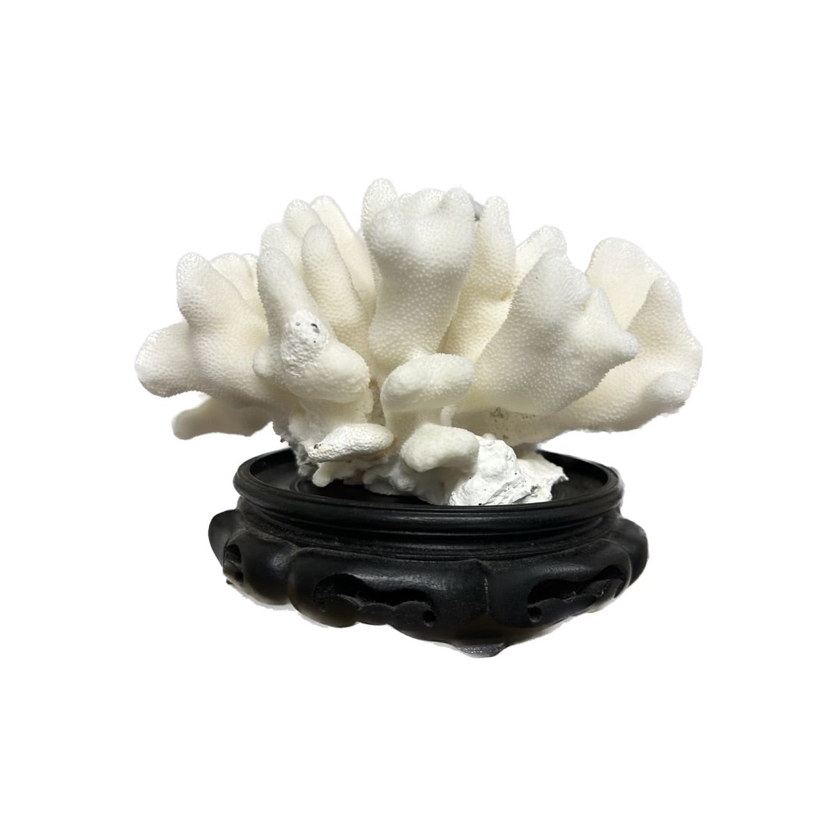 Large Cats Paw Decorative Coral