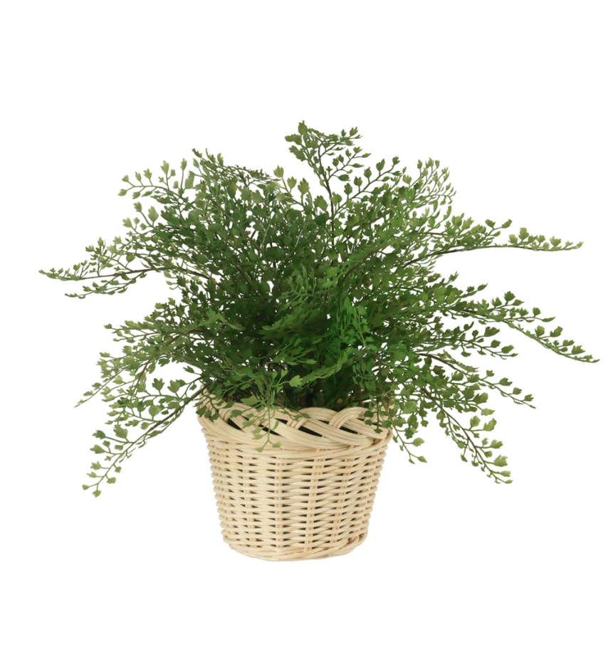 Maidenhair fern in braided woven basket
