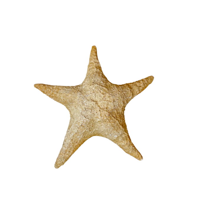 Authentic Preserved Starfish