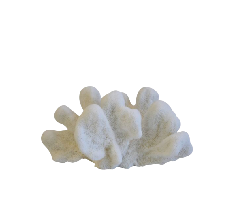 Large White Natural Ocean Coral Specimen