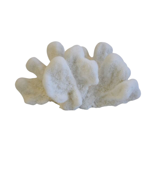 Large White Natural Ocean Coral Specimen