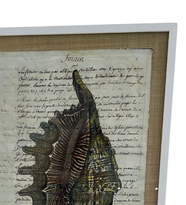 Sorain Manuscript Conch Shell