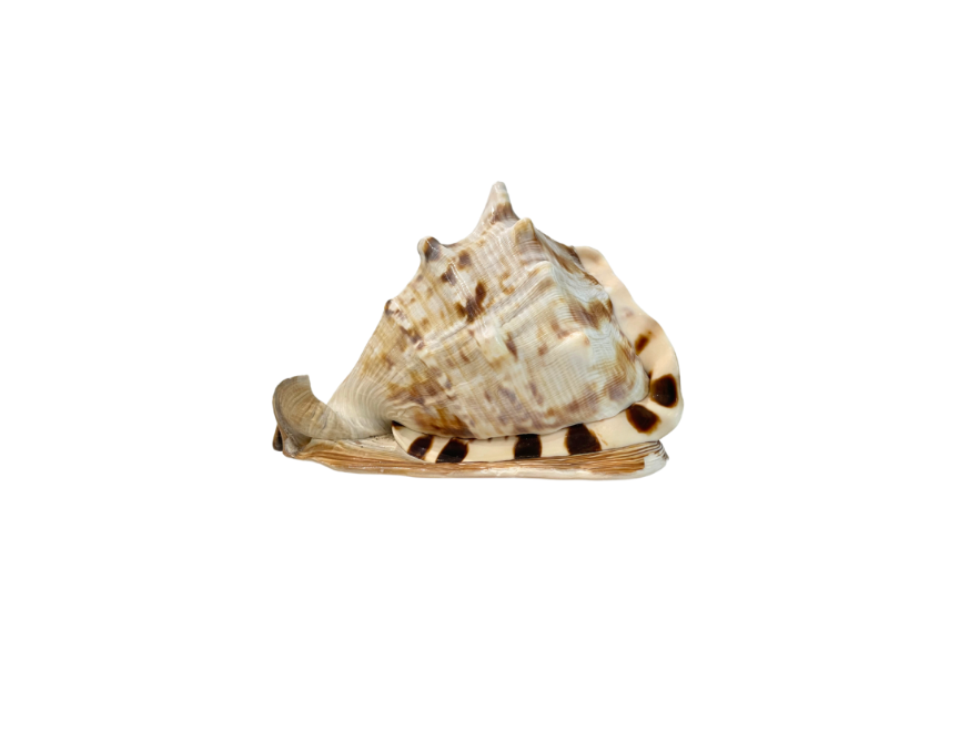 Tiger Conch Shell