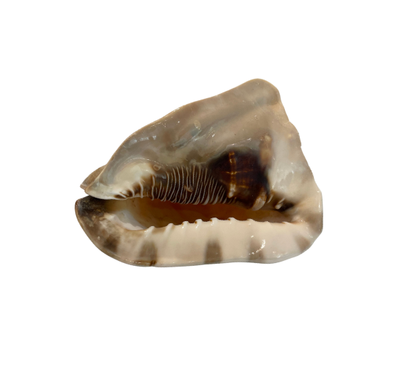 Tiger Conch Shell