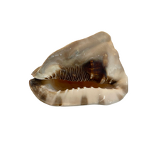 Tiger Conch Shell