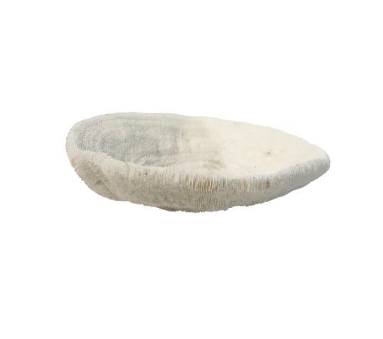 Medium White Coral Decorative Bowl