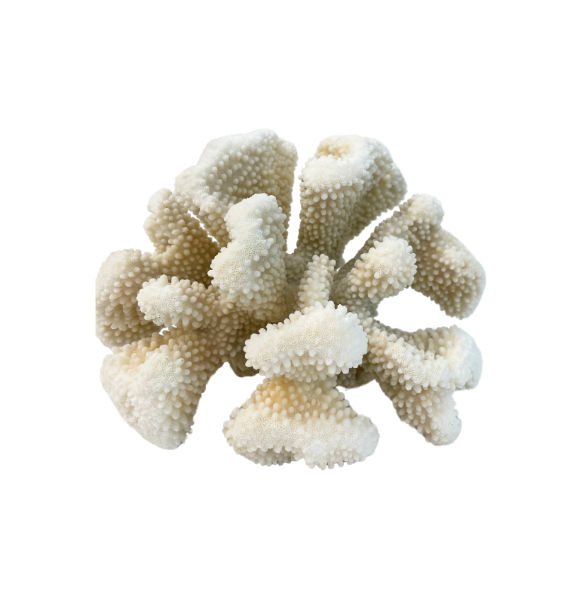 Medium White Coral