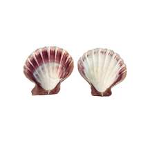 Pair of Scalloped Shells