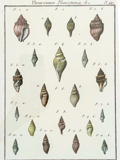 Pleurotome Shell Print