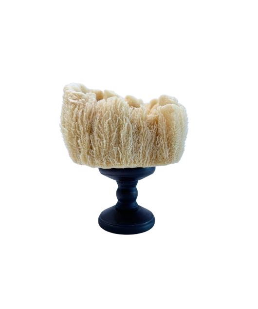 Pedestal Sea Sponge