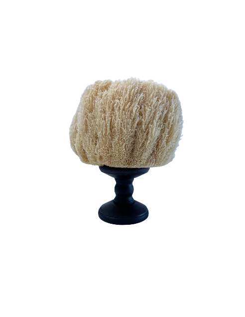 Pedestal Sea Sponge