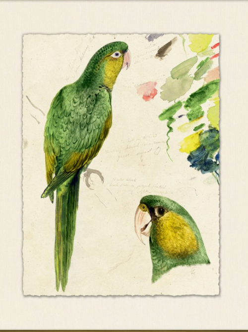 Rollins Parrots II