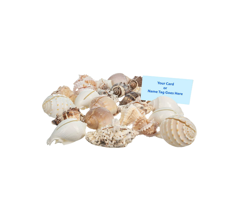 Seashell Place Card Holders, Bundle of 4