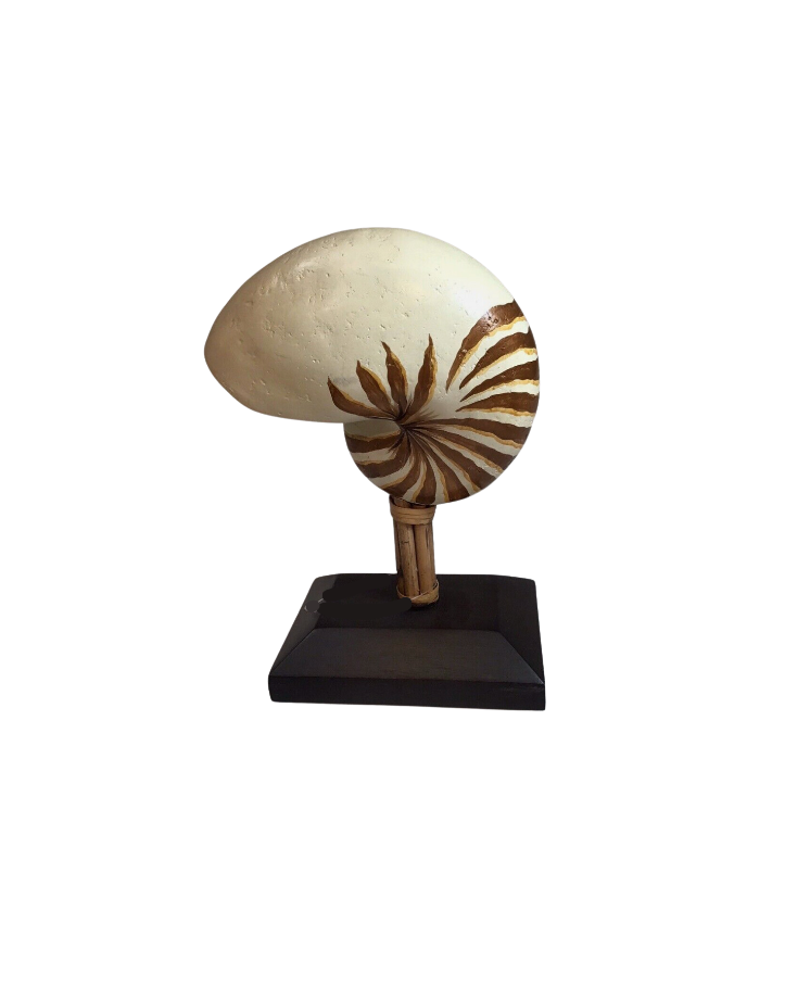 Nautilus Shell on Bamboo Platform