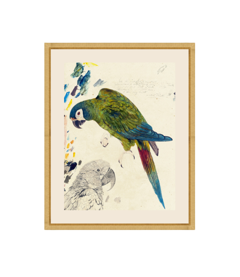 Rollins Parrots I