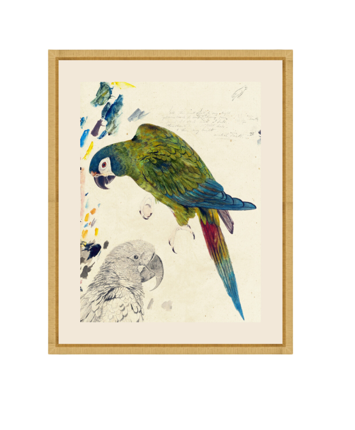 Rollins Parrots I