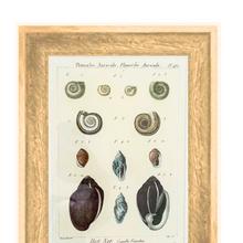 Planorbe Shell in Gold Wooden Frame