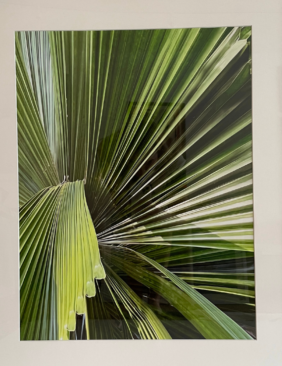 Four Arts Fan II, Palm Beach by Alison Stager