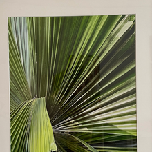 Four Arts Fan II, Palm Beach by Alison Stager
