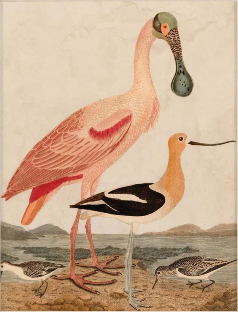 WARNICKE SPOONBILL