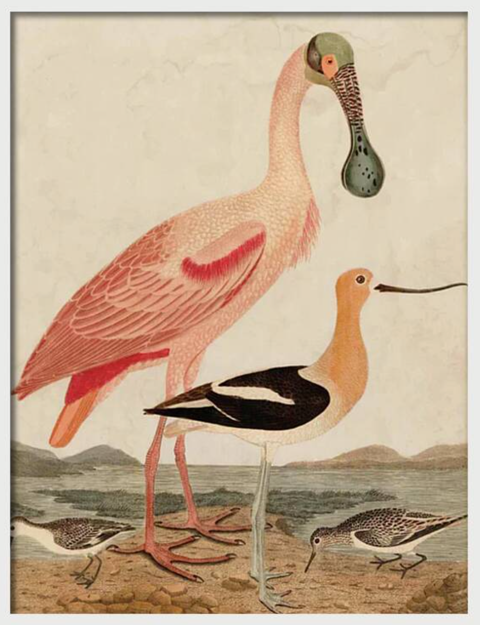 WARNICKE SPOONBILL