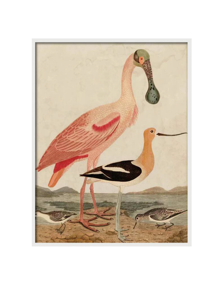 WARNICKE SPOONBILL