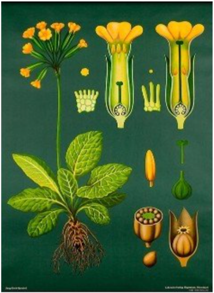 Vintage Botanical Primula Officinalis Lithograph