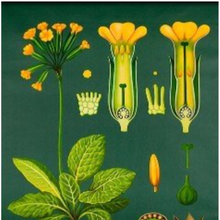 Vintage Botanical Primula Officianalis Lithograph