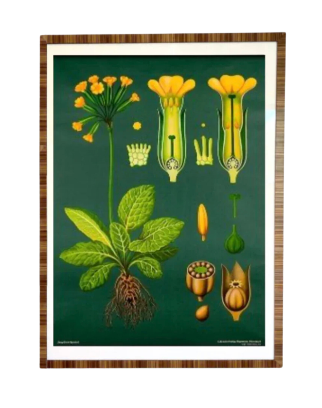 Vintage Botanical Primula Officinalis Lithograph