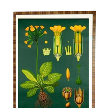Vintage Botanical Primula Officianalis Lithograph