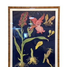 Vintage Botanical Broad Leaved Orchid Lithograph