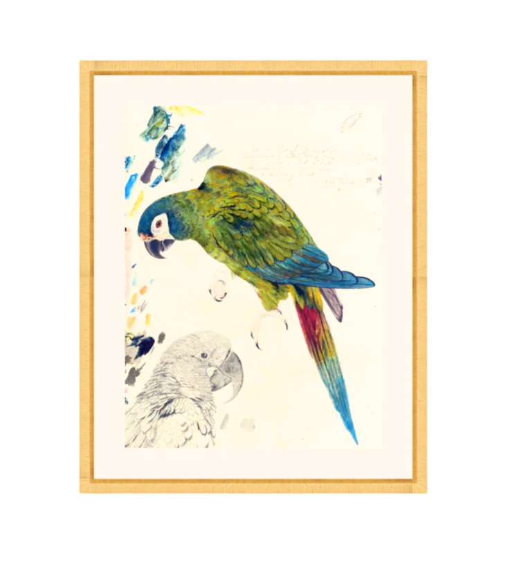 Rollins Parrots I