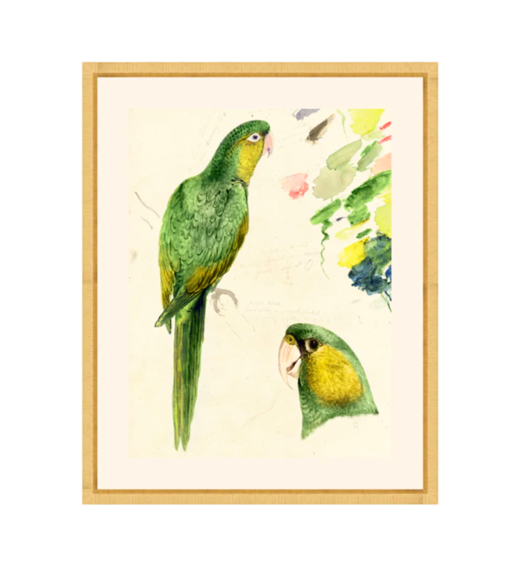 Rollins Parrots II