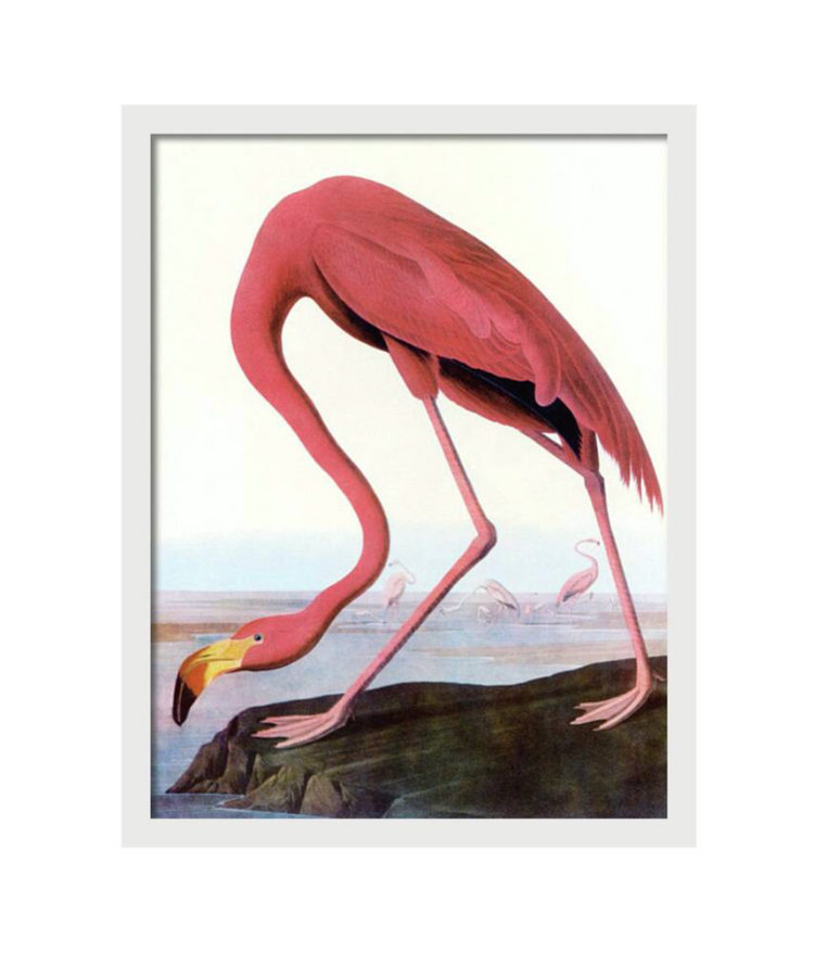 Flamingo Audubon