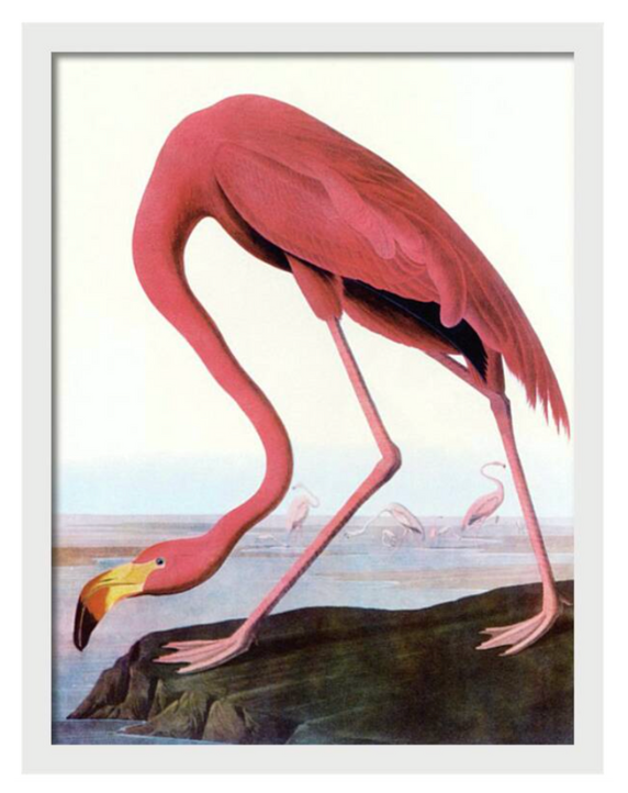 Flamingo Audubon