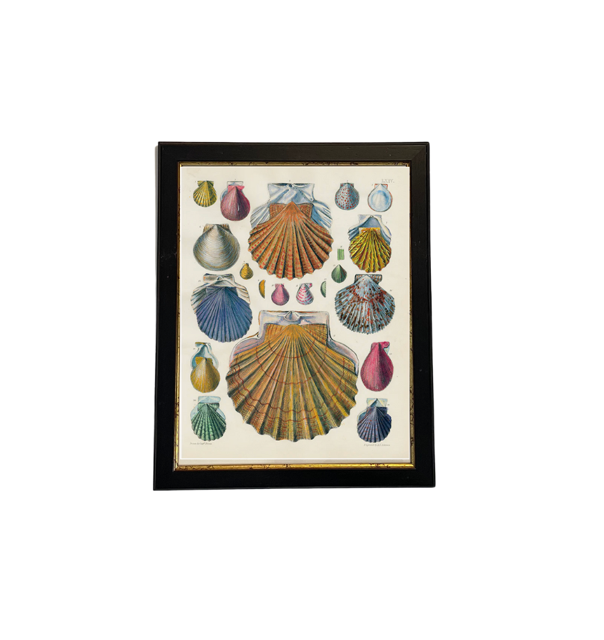 Individual Colorful Shell Print